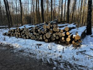 Palivové dříví dub - fotka 2