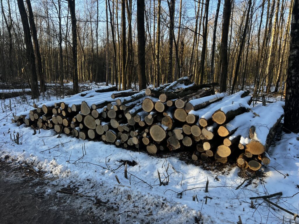 Palivové dříví dub