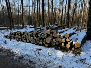 Palivové dříví dub - fotka 1