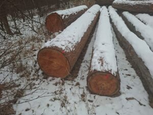 Modřin 30+ - fotka 3