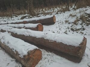 Modřin 30+ - fotka 4