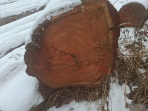 Modřin 30+ - fotka 1