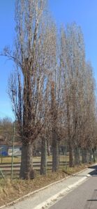 Prodám dříví – topol vlašský - fotka 1