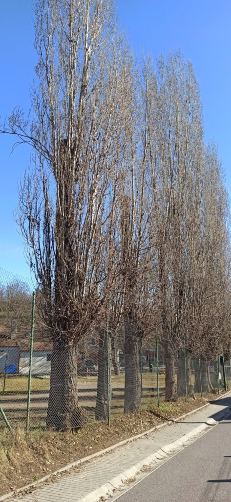 Prodám dříví – topol vlašský