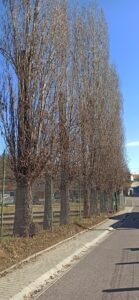 Prodám dříví – topol vlašský - fotka 2