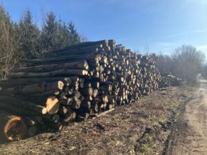 Buk topol smrk - fotka 3