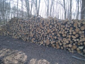 Palivové dříví buk 4m - fotka 1