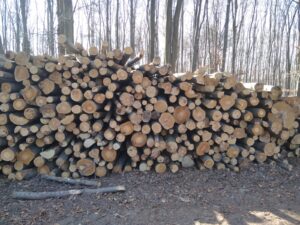 Palivové dříví buk 4m - fotka 2