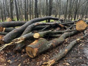 Palivové dříví dub 4-12m - fotka 5