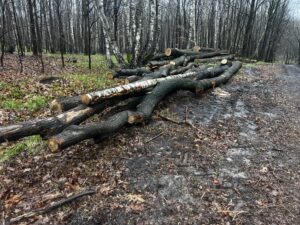 Palivové dříví dub 4-12m - fotka 4