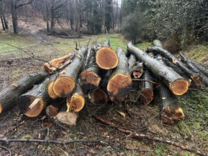 Palivové dříví dub 4-12m - fotka 3