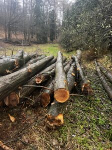 Palivové dříví dub 4-12m - fotka 1