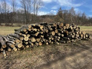 Palivové dříví Jasan 4m - fotka 4