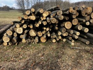 Palivové dříví Jasan 4m - fotka 3