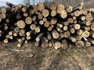 Palivové dříví Jasan 4m - fotka 2