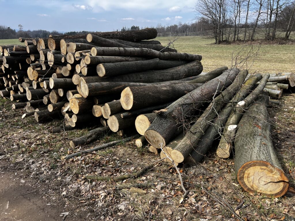 Palivové dříví Jasan 4m