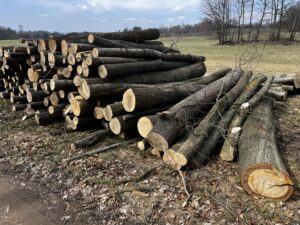 Palivové dříví Jasan 4m - fotka 1