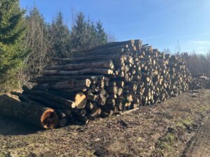 Buk topol smrk - fotka 5