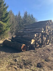 Buk topol smrk - fotka 2