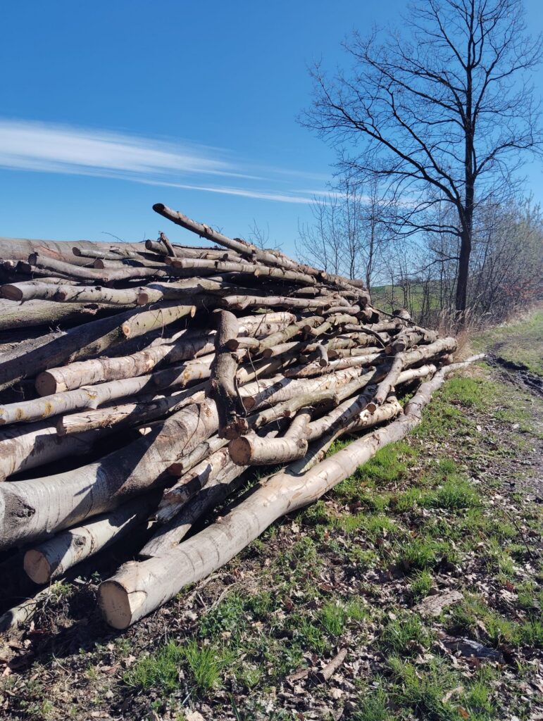 Palivové dříví lípa a osika
