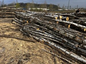 Palivové dříví bříza - fotka 9