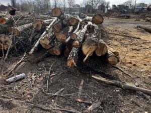 Palivové dříví bříza - fotka 8