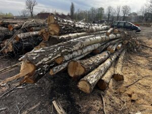 Palivové dříví bříza - fotka 7