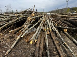 Palivové dříví bříza - fotka 6