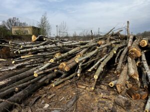 Palivové dříví bříza - fotka 5