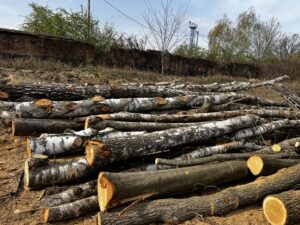 Palivové dříví bříza - fotka 4