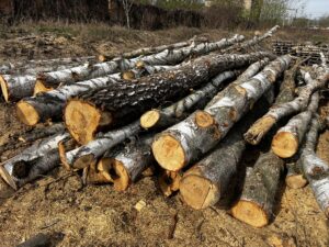 Palivové dříví bříza - fotka 3