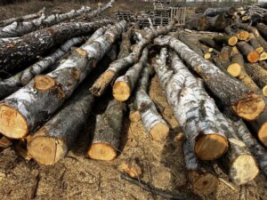 Palivové dříví bříza - fotka 2