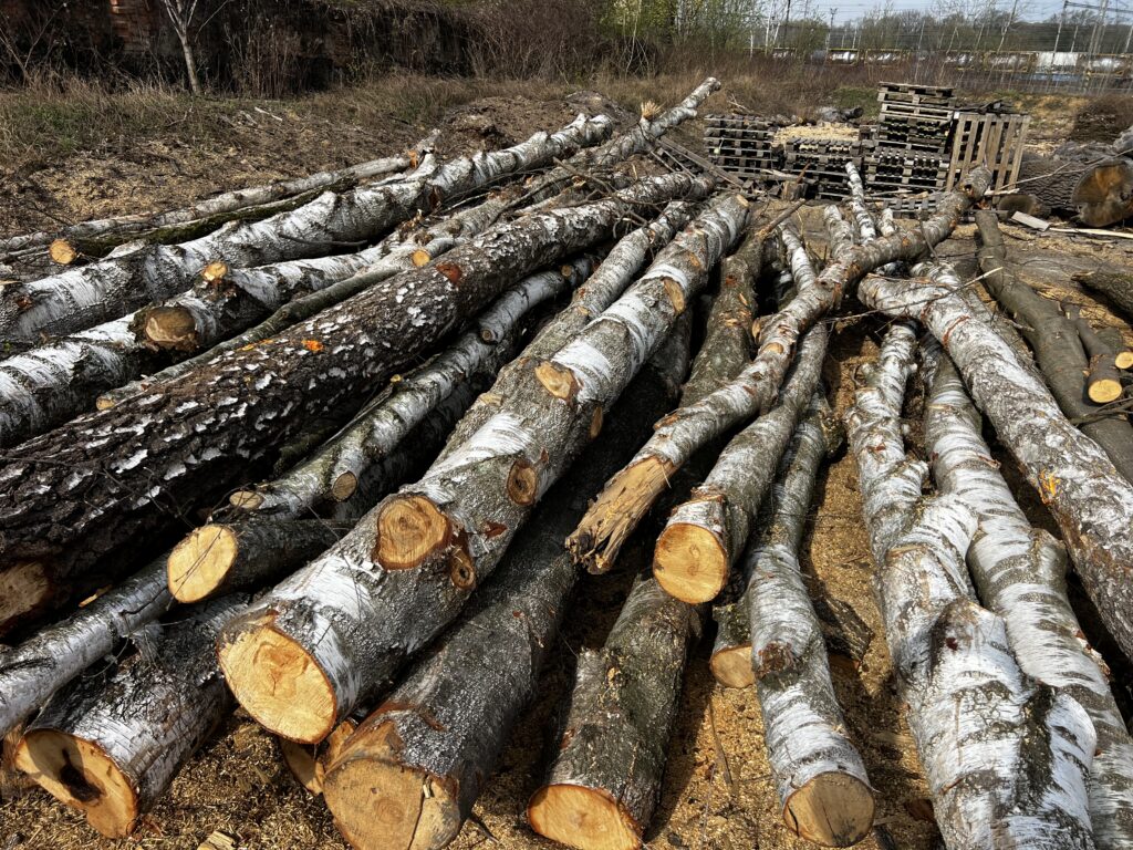 Palivové dříví bříza