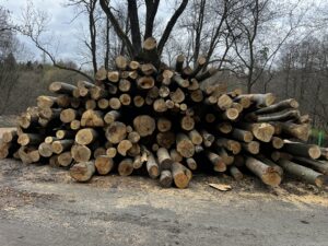 Buk palivo cele délky - fotka 6