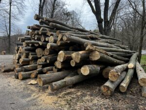 Buk palivo cele délky - fotka 7