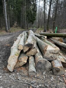 Buk palivo cele délky - fotka 4