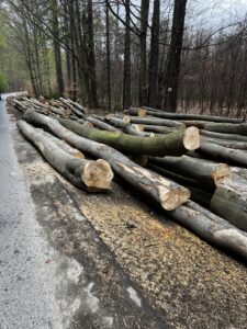 Buk palivo cele délky - fotka 5