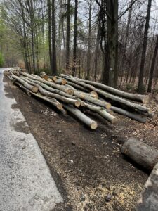 Buk palivo cele délky - fotka 3