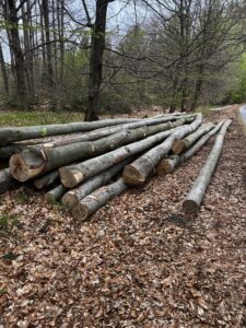 Buk palivo cele délky - fotka 2