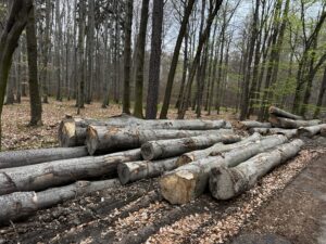 Buk palivo cele délky - fotka 9
