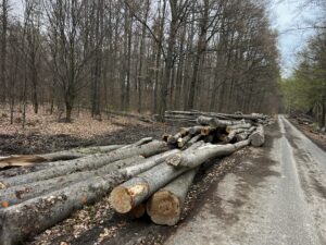 Buk palivo cele délky - fotka 10