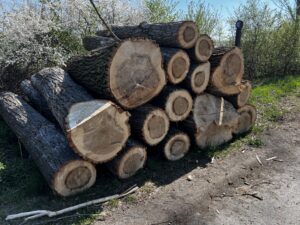 Prodám topol 3m - fotka 8