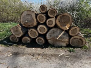 Prodám topol 3m - fotka 7