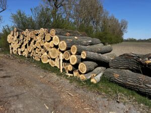 Prodám topol 3m - fotka 10