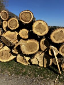 Prodám topol 3m - fotka 9