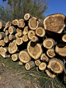 Prodám topol 3m - fotka 5