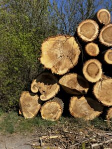 Prodám topol 3m - fotka 6