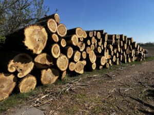 Prodám topol 3m - fotka 4