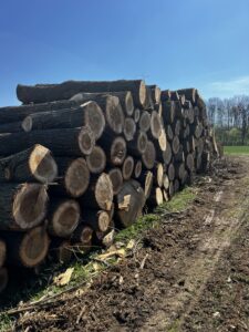 Prodám topol 3m - fotka 2