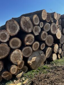 Prodám topol 3m - fotka 3